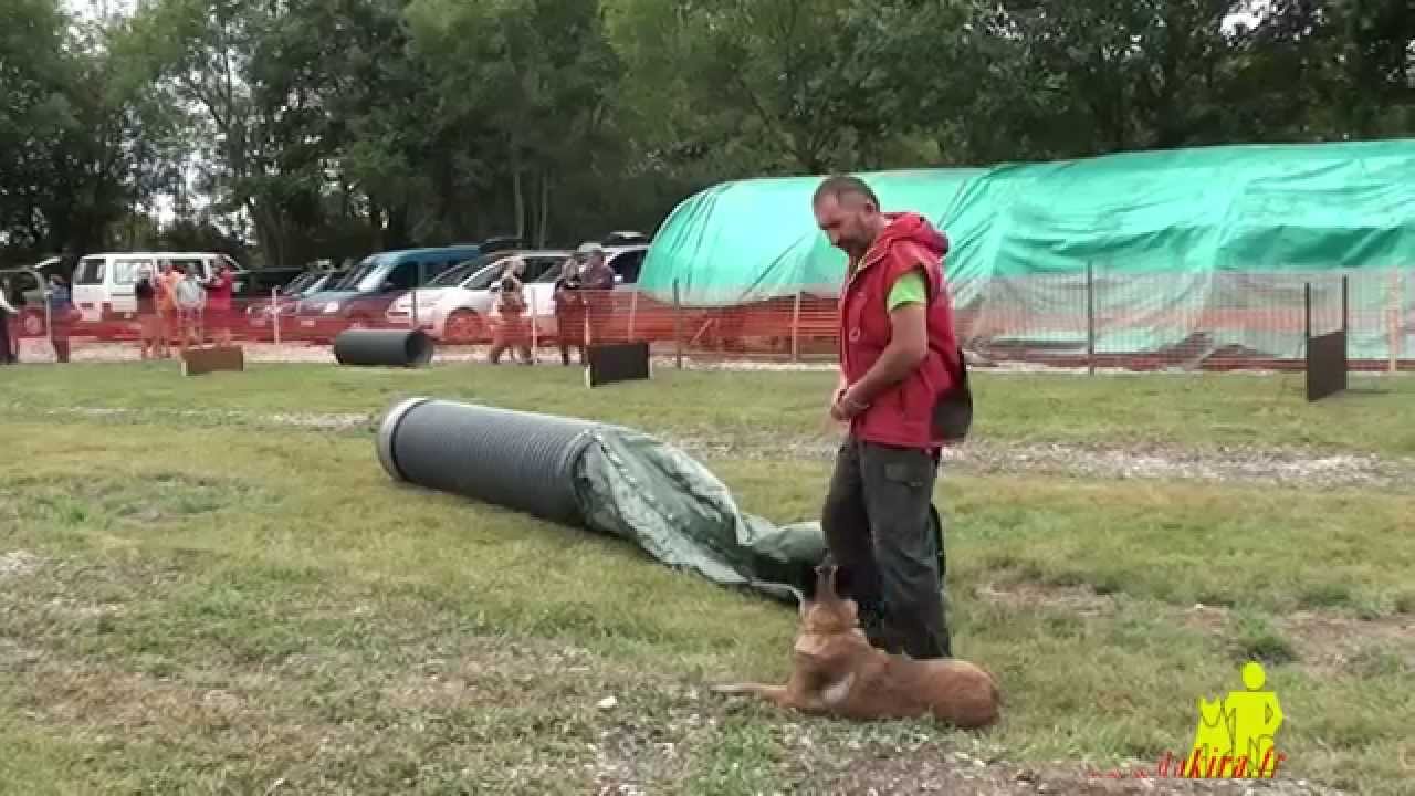 014 06 28 Paray le Monial chien de Sauvetage