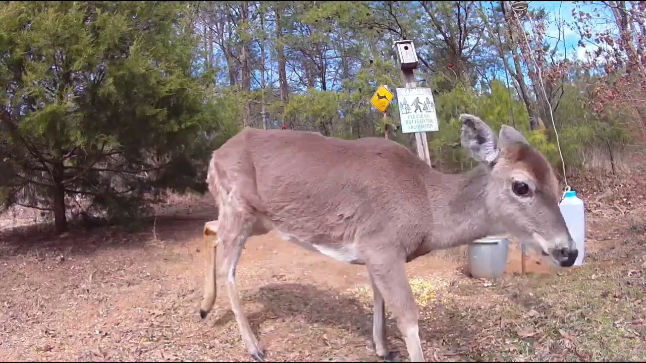 Rooster and deer. 2/24/26.