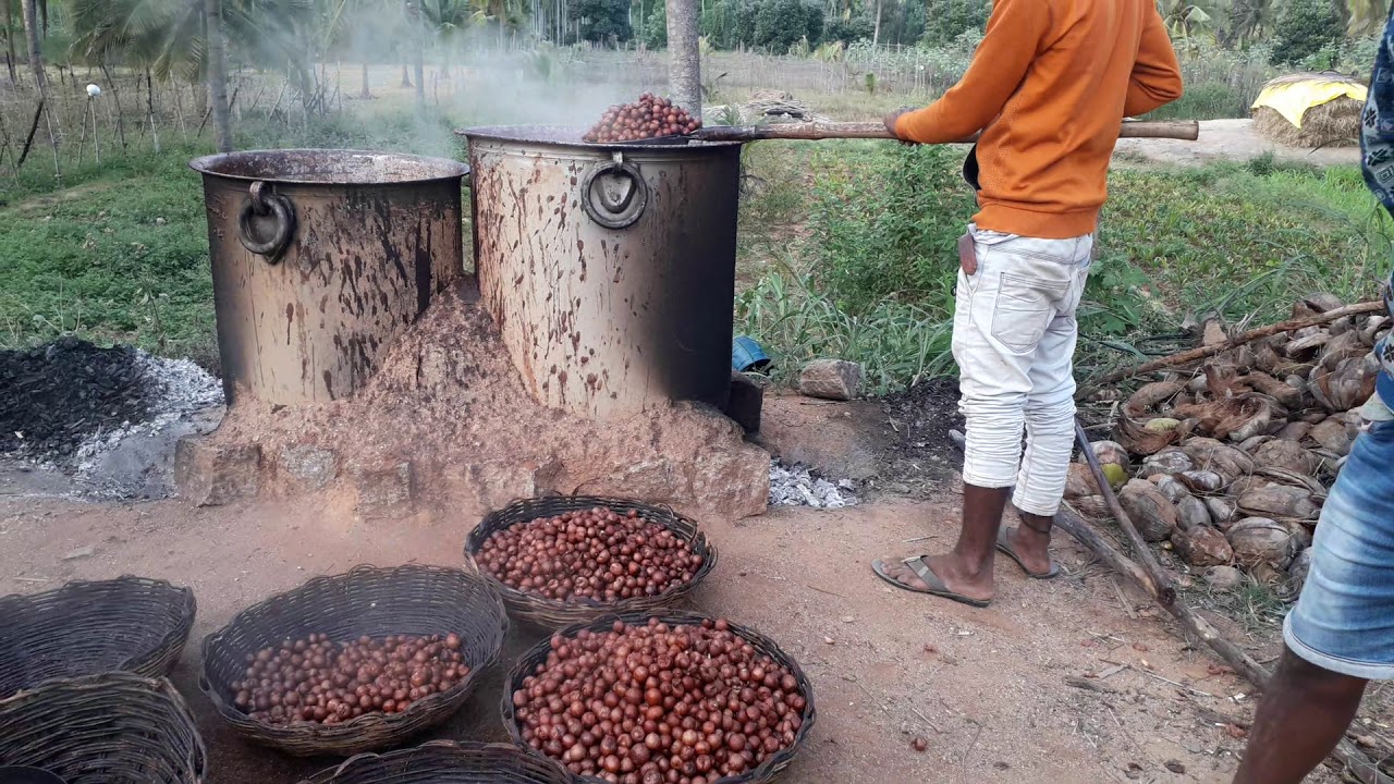 Areca Nut aka Betel Nut initial process