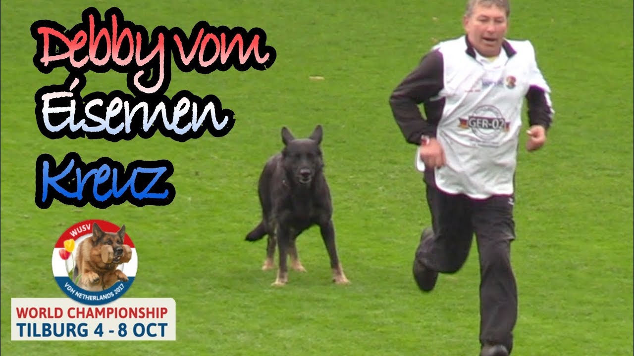 WUSV 2017 Winner Reiner Naschke Debby vom Eisernen Kreuz B Obedience 96pts