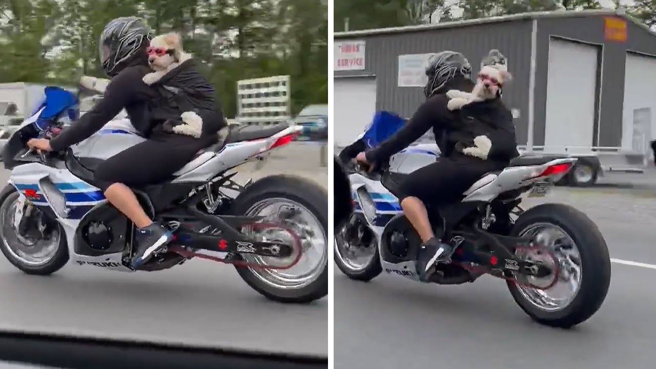 Fearless dog rides motorcycle with her owner #Shorts