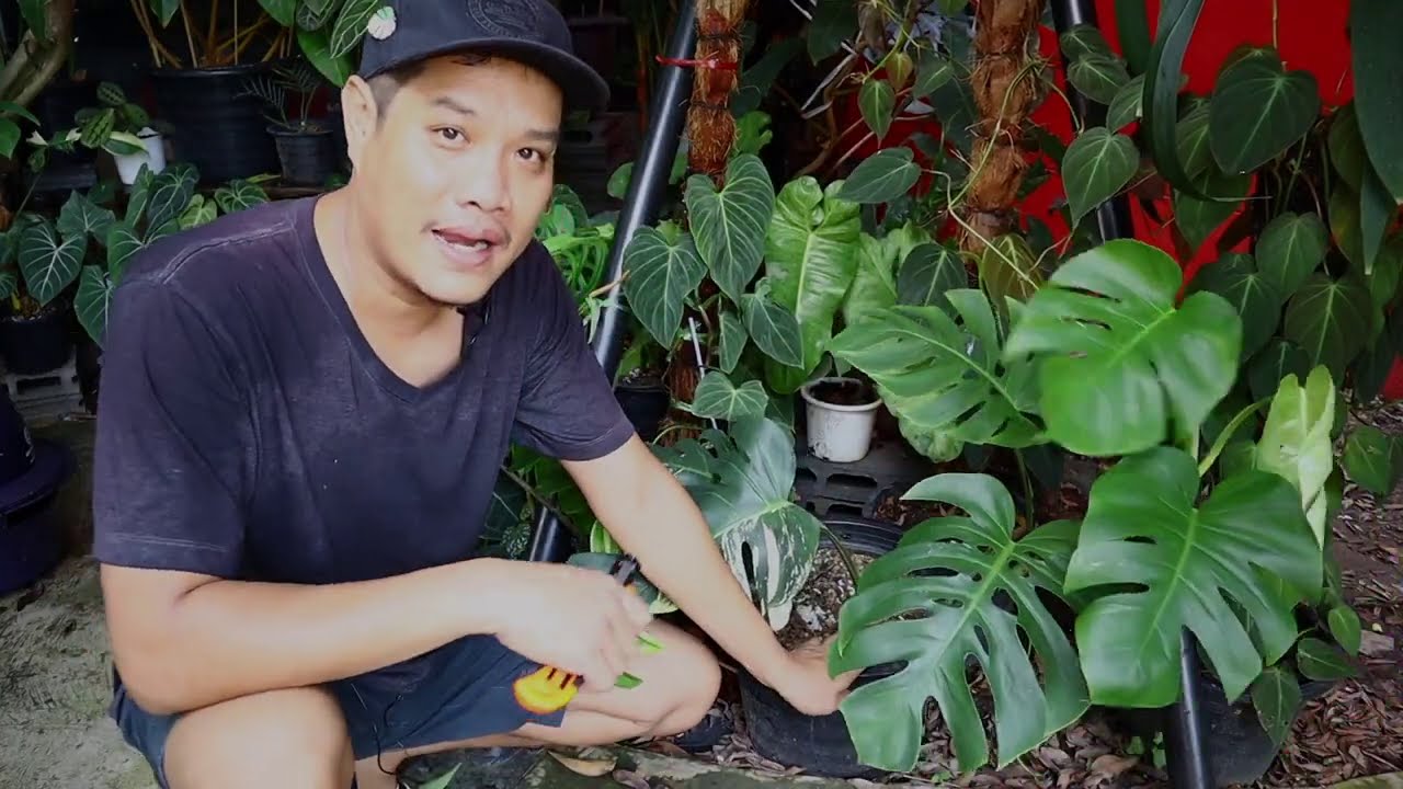 แนะนำ มอนสเตอร่า Monstera albo การตัดไล่ตาด่างมอนสเตอร่า -สวนข้างบ้านฉัน ep83