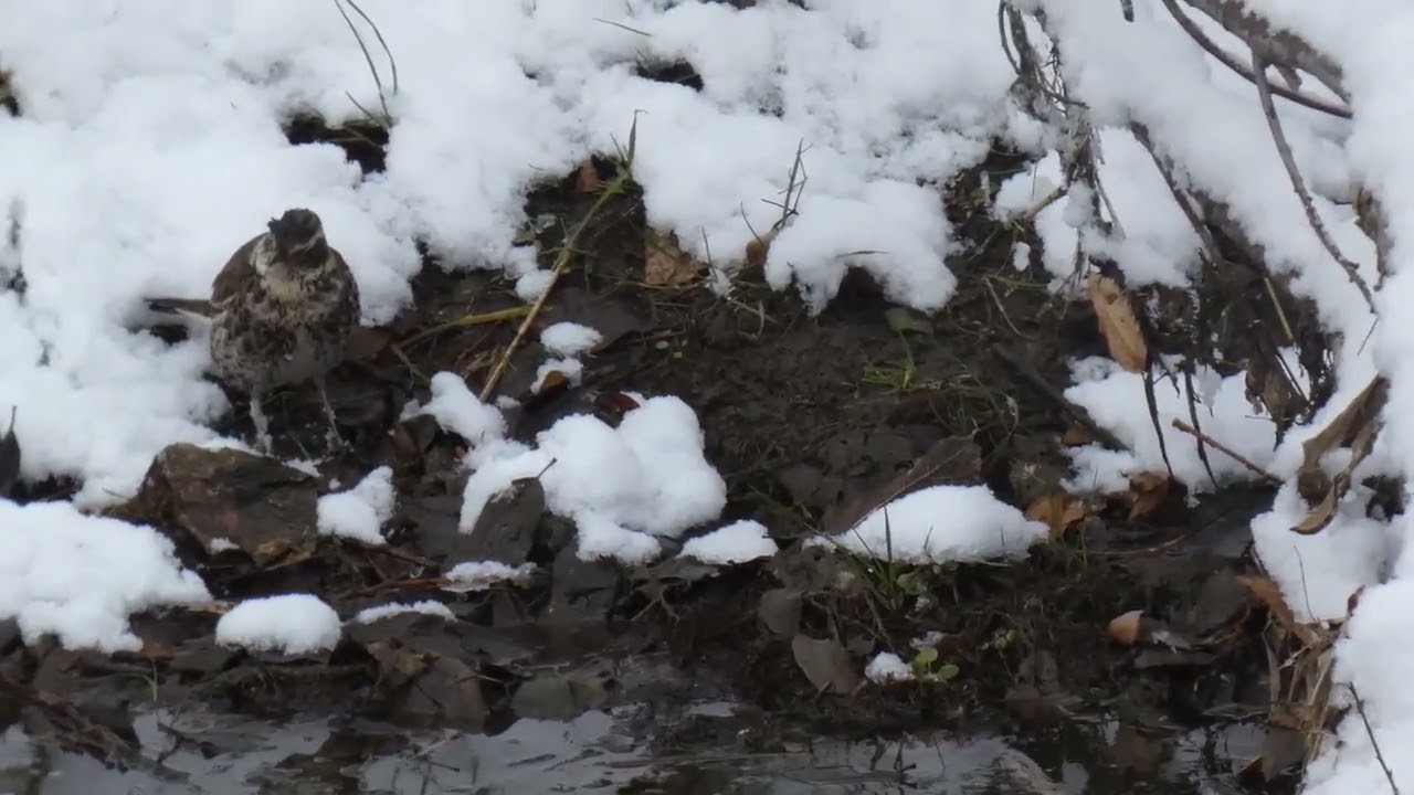 野鳥・翡翠・つぐみ・ジョウビタキ　　この道は野鳥追ふ道雪の道