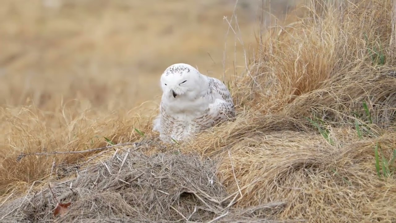 Seabrook Snowy Owl Pellet