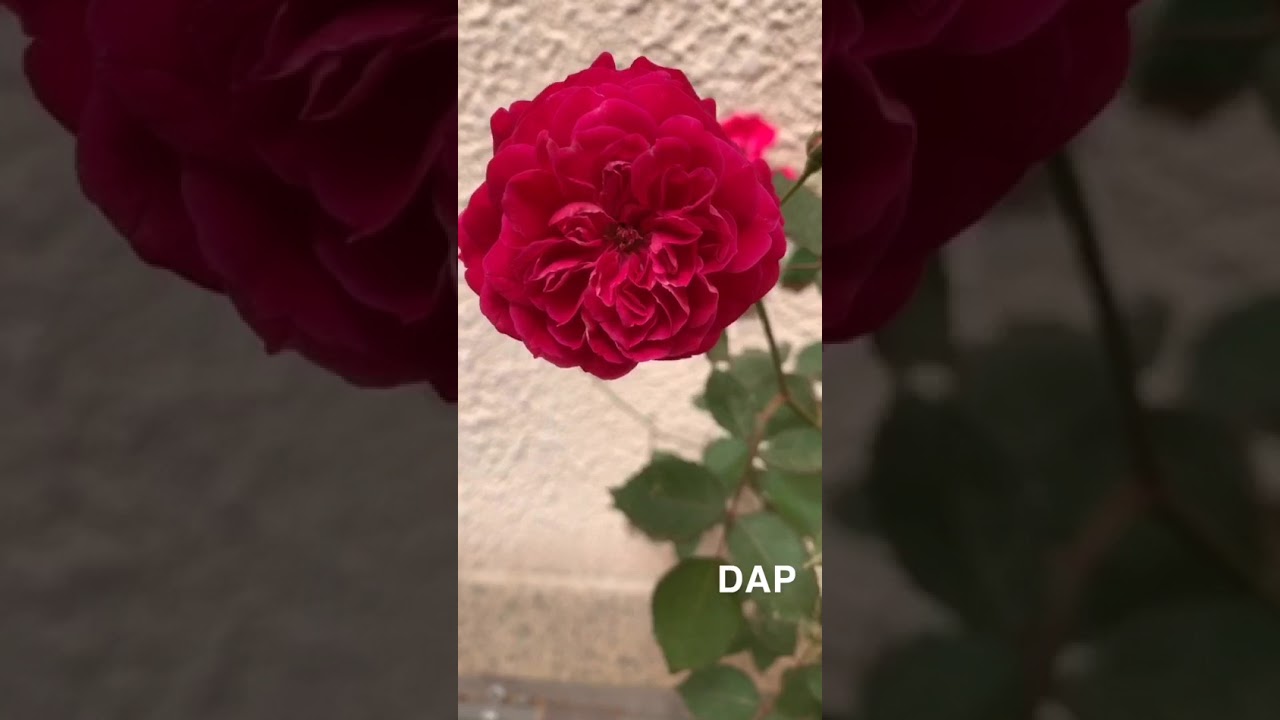 السماد المساعد على تزهير أشجار الزينة كالجوري والجهنمية وكل المزهرات + التقليم