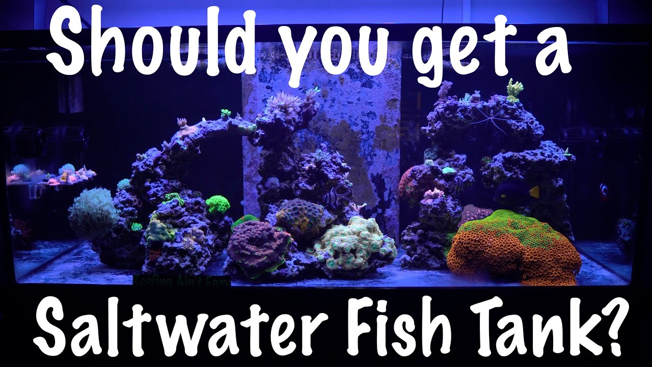 Should you get a saltwater fish tank?