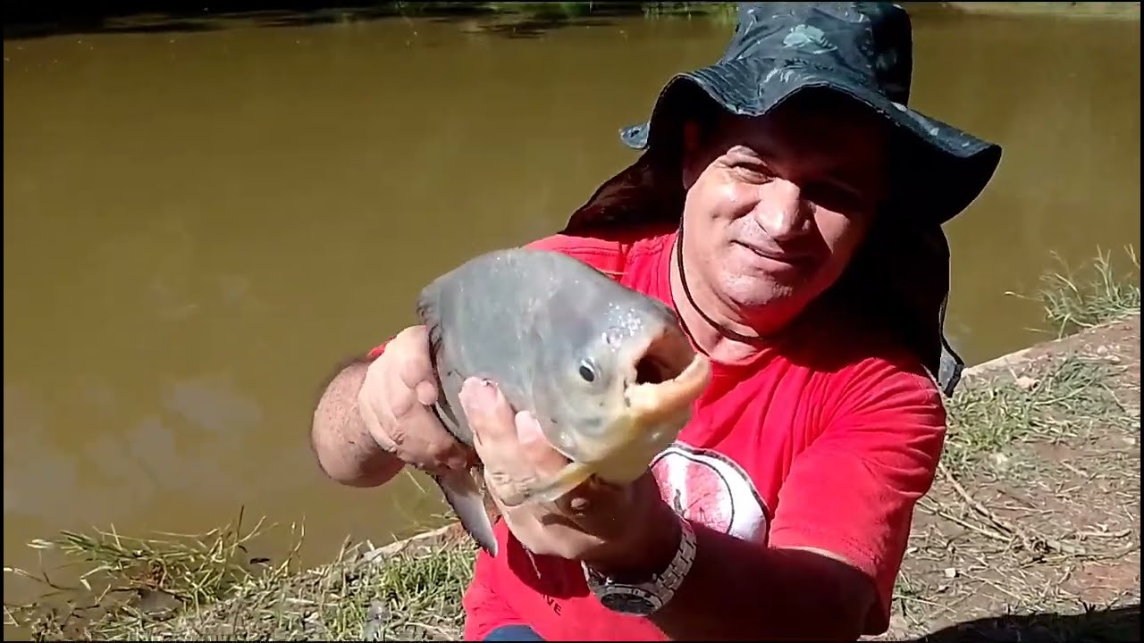 #FUI CONHECER #O#PESQUEIRO #VEGAS#OLHA QUANTOS PEIXE QUE PEGUEI #EU#RECOMENDO#DIVEÇAO#TOTAL