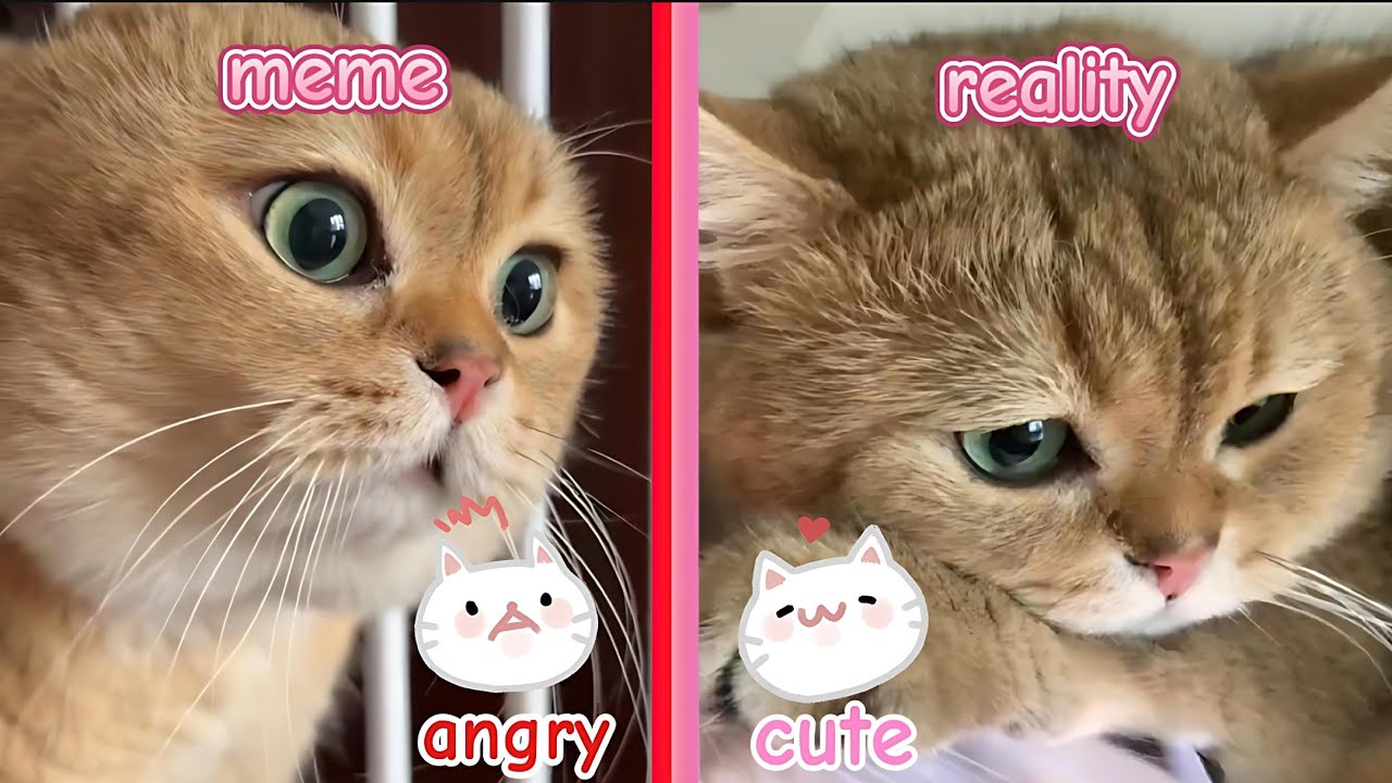Angry talking cat meme story
