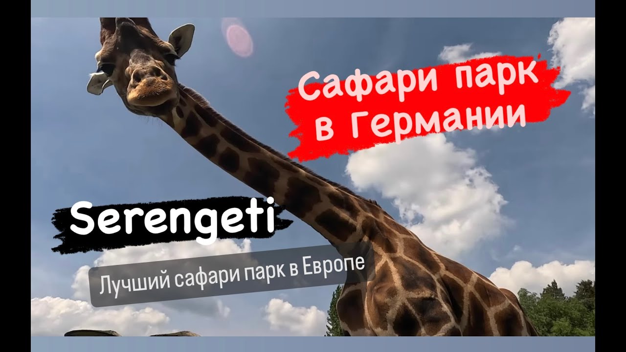 Сафари парк в Германии/ Serengeti-park /Серенгети парк Германия/ПаркБгде можго кормить жирафов