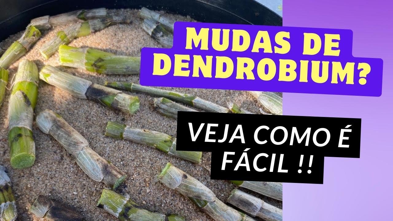 🟥Obeter mudas de dendrobium através dos pseudobulbos é muito fácil!