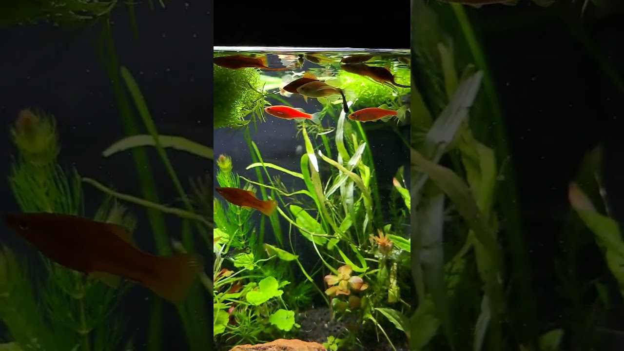 Akvariumas 2022-10