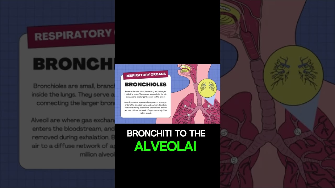 Внутри ваших легких: роль бронхов и бронхиол в дыхании
