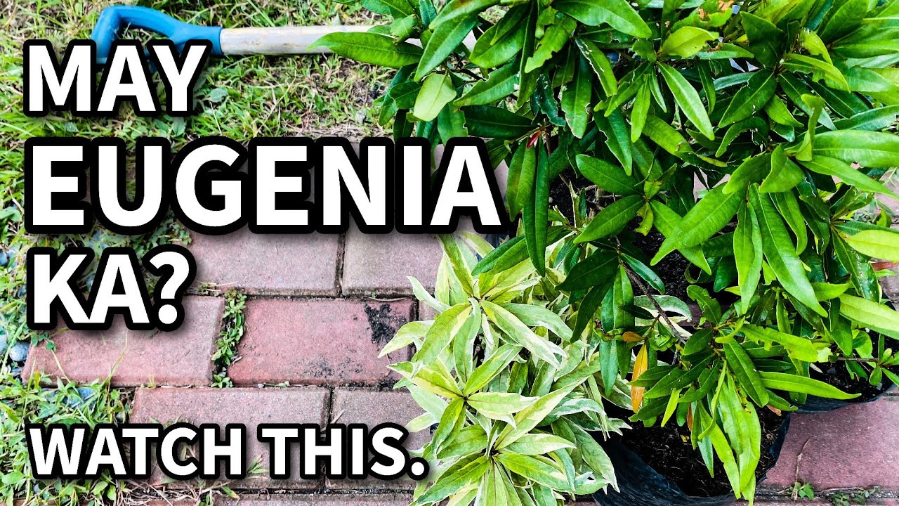 MGA KAILANGAN MONG MALAMAN SA EUGENIA | Plant Care for Beginners