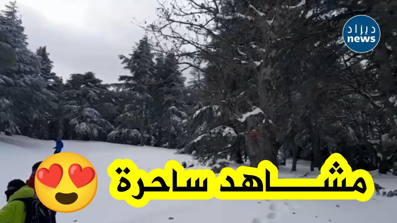 مشاهد ساحرة😍 لتساقط #الثلوج على ارتفاع 1844م بأعالي جبال البابور🏔 بولاية سطيف🌧❄️... شاهدوا 🤳😍🔥