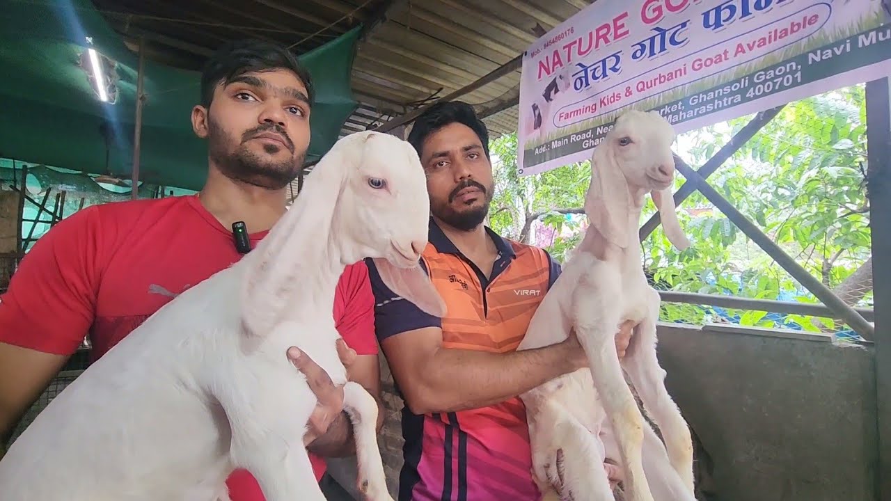 Family Run Farm Terrace Setup | 2210 Farm Breedline At Nature Goat Farm Ghansoli | Top Results.