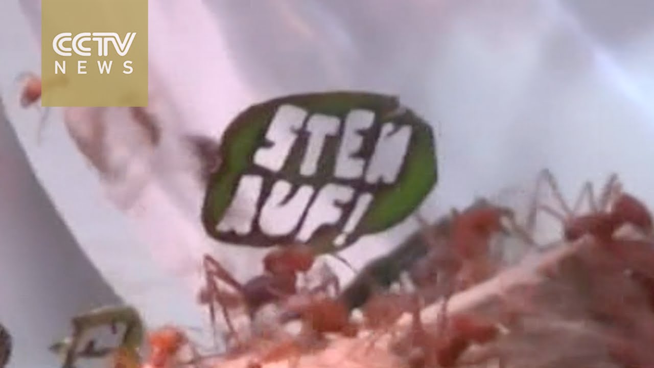 'Half a million ants march in Germany' for protection of Amazon rainforest