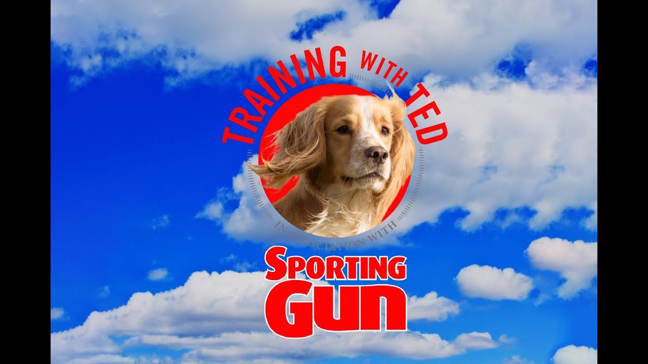 Gundog Training - 