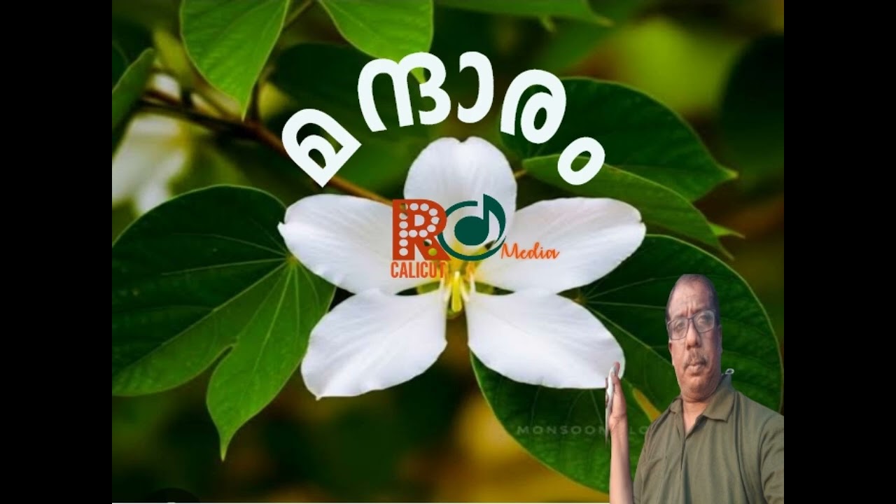 മന്ദാരം # ലളിതഗാനം # രചന: രാജീവ് ചേമഞ്ചേരി