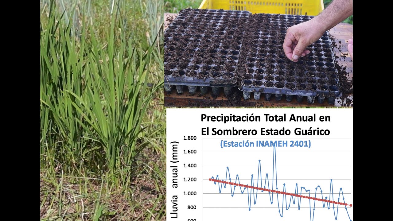 Semillero de arroz en bandejas de germinación