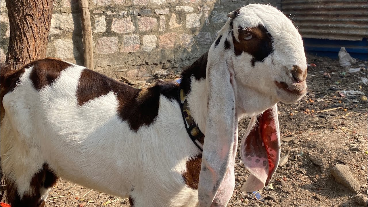 Wow, wonderful Goat Video #totaparigoat #trending #jamunapari #goat #trend #viral ￼#bakra #kids 