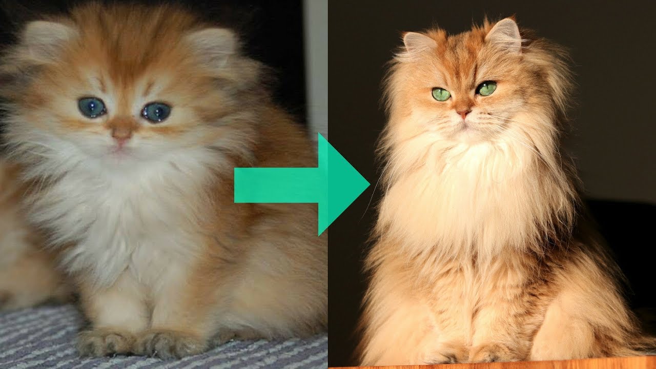 FROM KITTEN TO QUEEN OF FLUFF | Smoothie The Cat