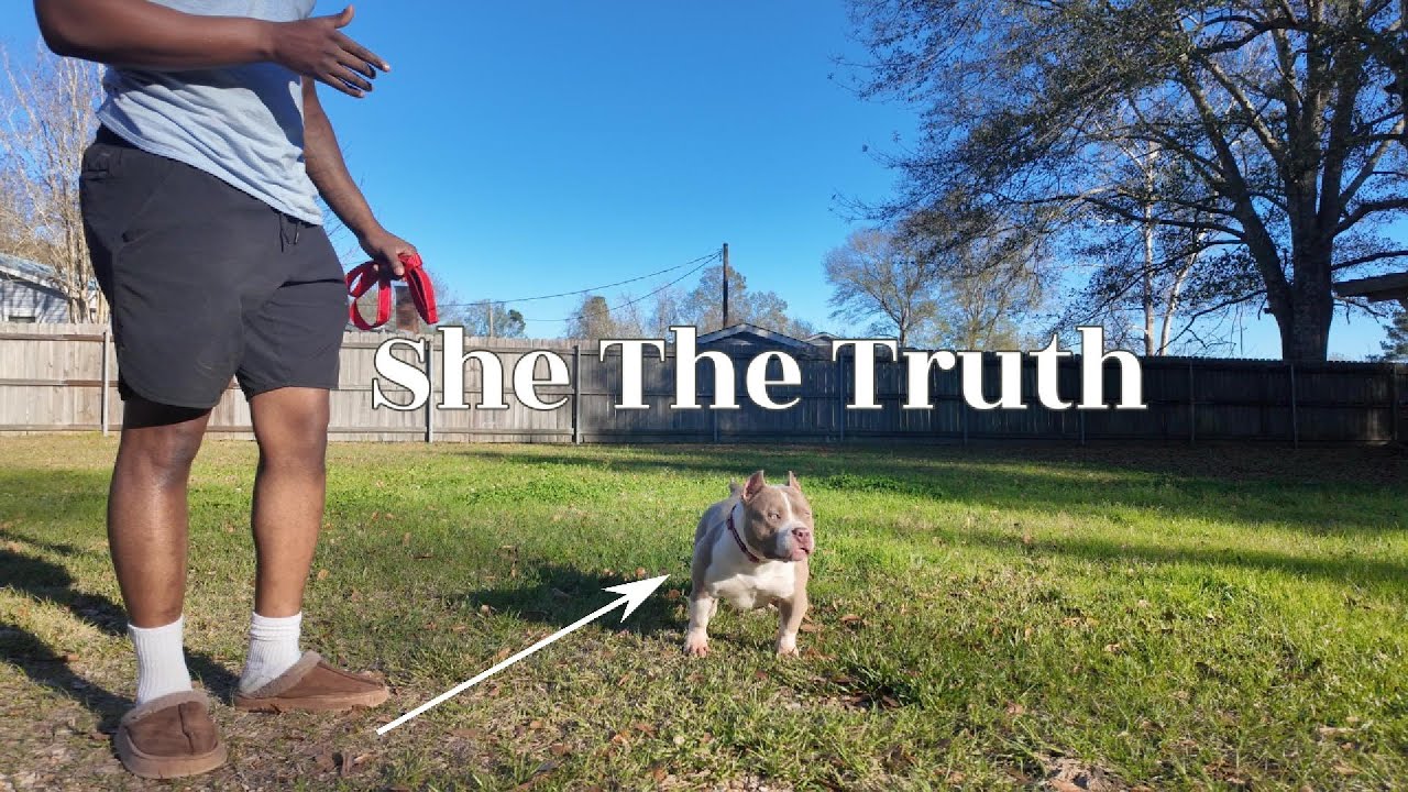 Why did this female American Bully change my whole camp ?