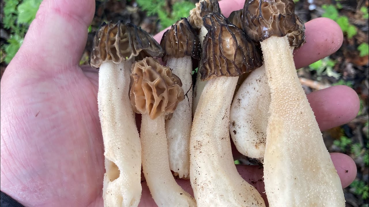 Morilles 2023 / les morillons au rdv 👍👍