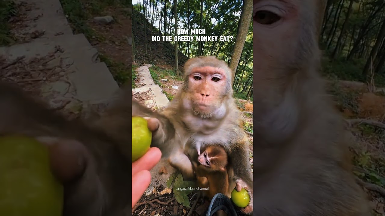 How much did the greedy monkey eat? / funny monkey / funny cute #funny #monkey #shorts #angxxafrlaa