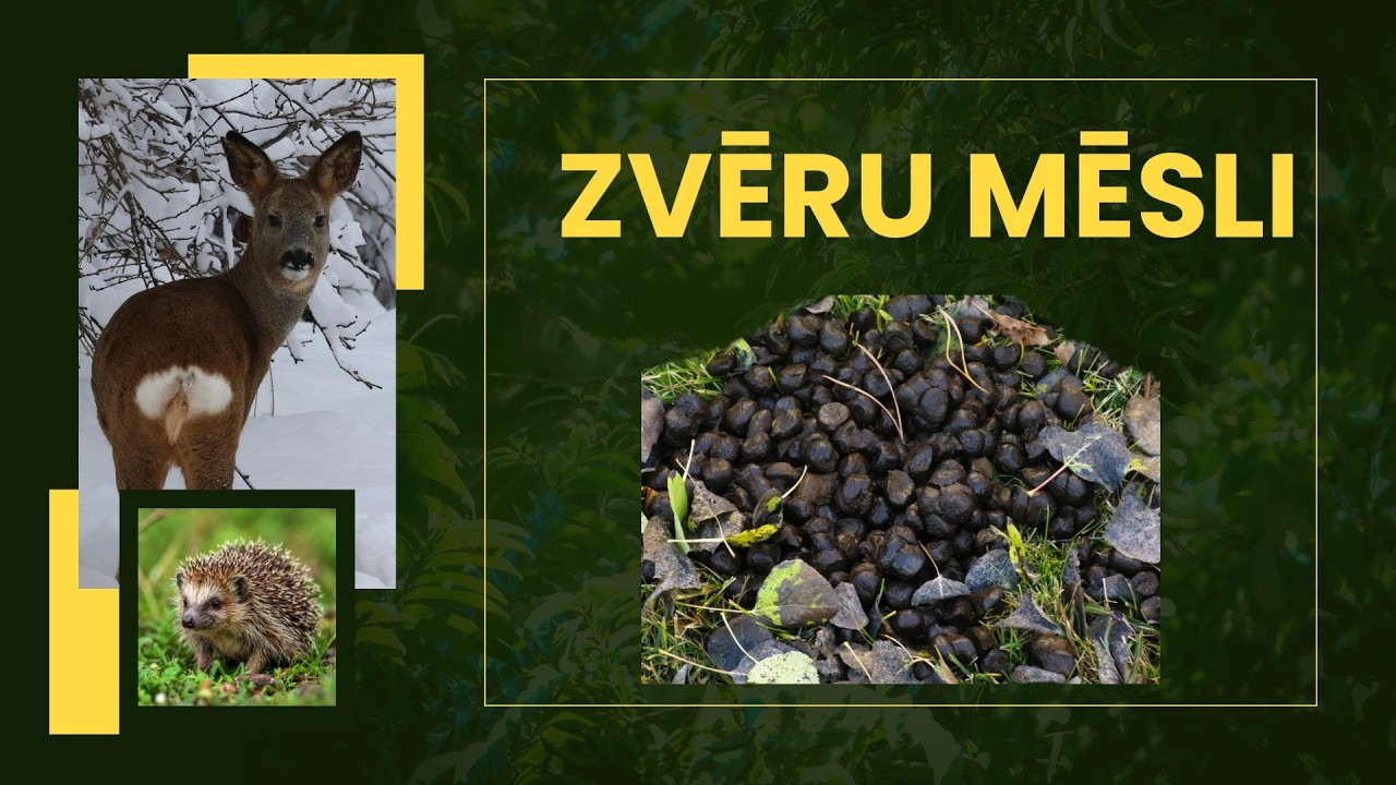 Zvēru mēsli