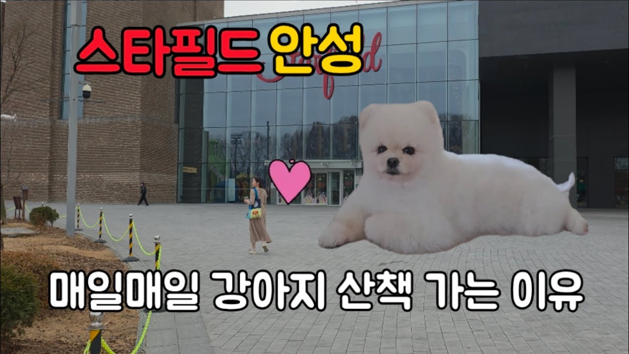 하루 한 번 스타필드로 산책 가는 강아지, 귀여움 댕충격! 시청 주의, 빠져버림 ♡