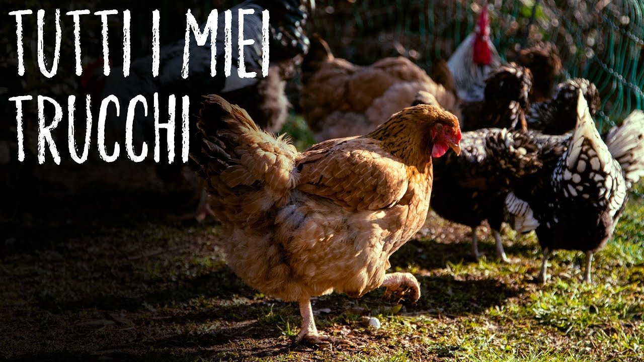 LE GALLINE SI BECCANO: cosa fare?!?