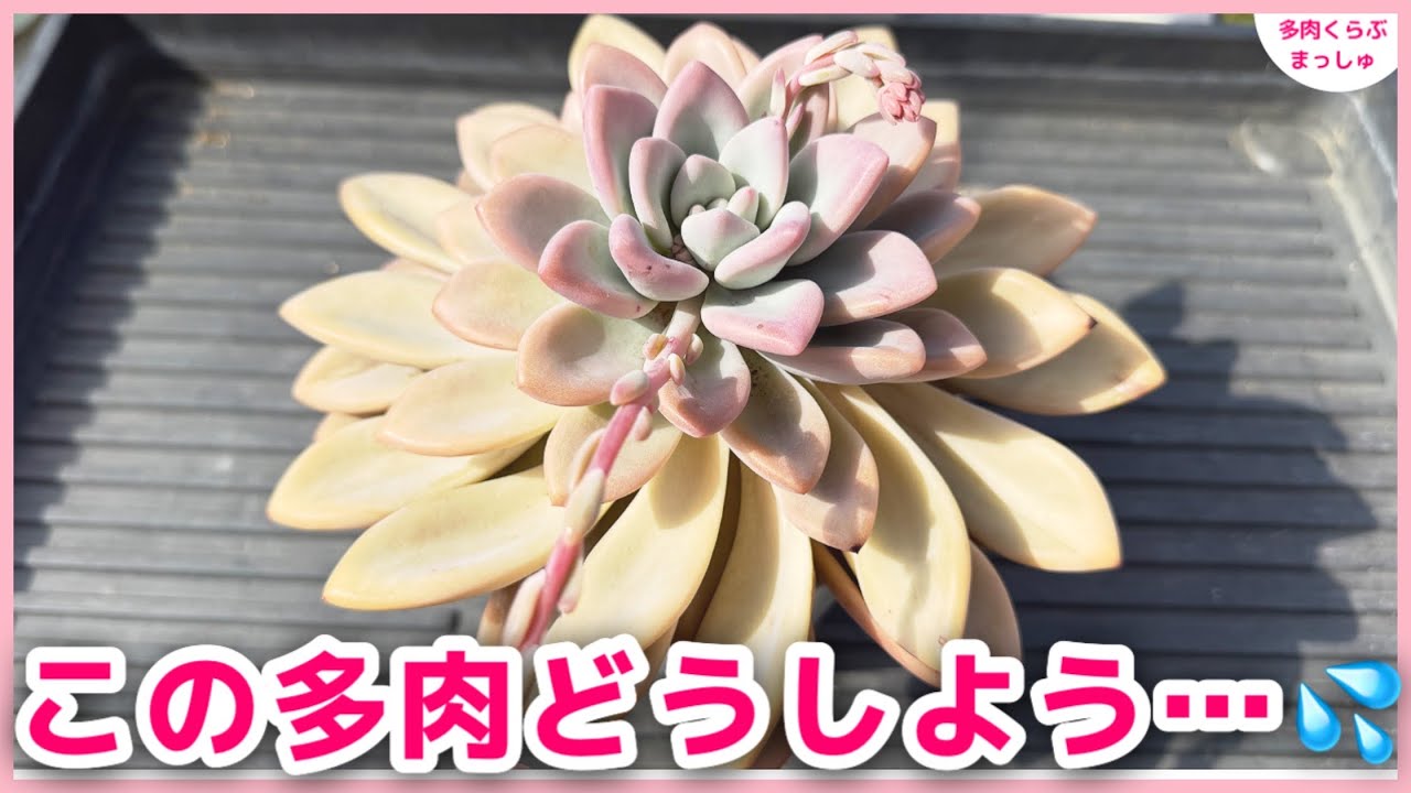 【多肉植物】これどうしよう…形が崩れた多肉を可愛く復活させる方法✨