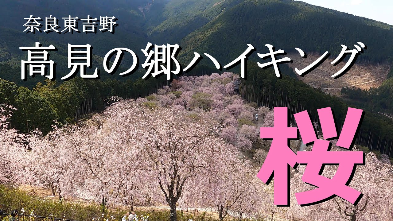 奈良高見の郷ハイキング【とある会社の登山部】＃10　2021年4月　takami no Sato, a famous place for cherry blossoms in Nara, Japan