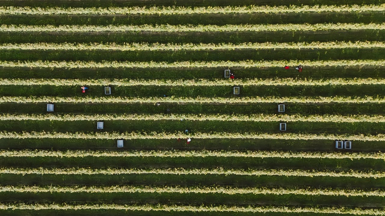 Highlights della Vendemmia 2025 | Magrine Wine