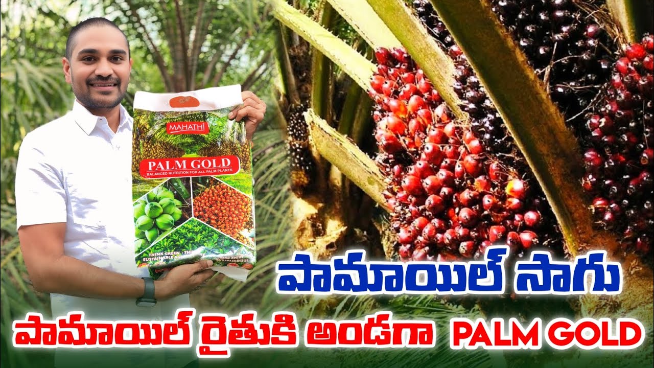 Palm oil farming in telangana | Oil Palm cultivation guide | Palm oil farmer success story | Palmoil