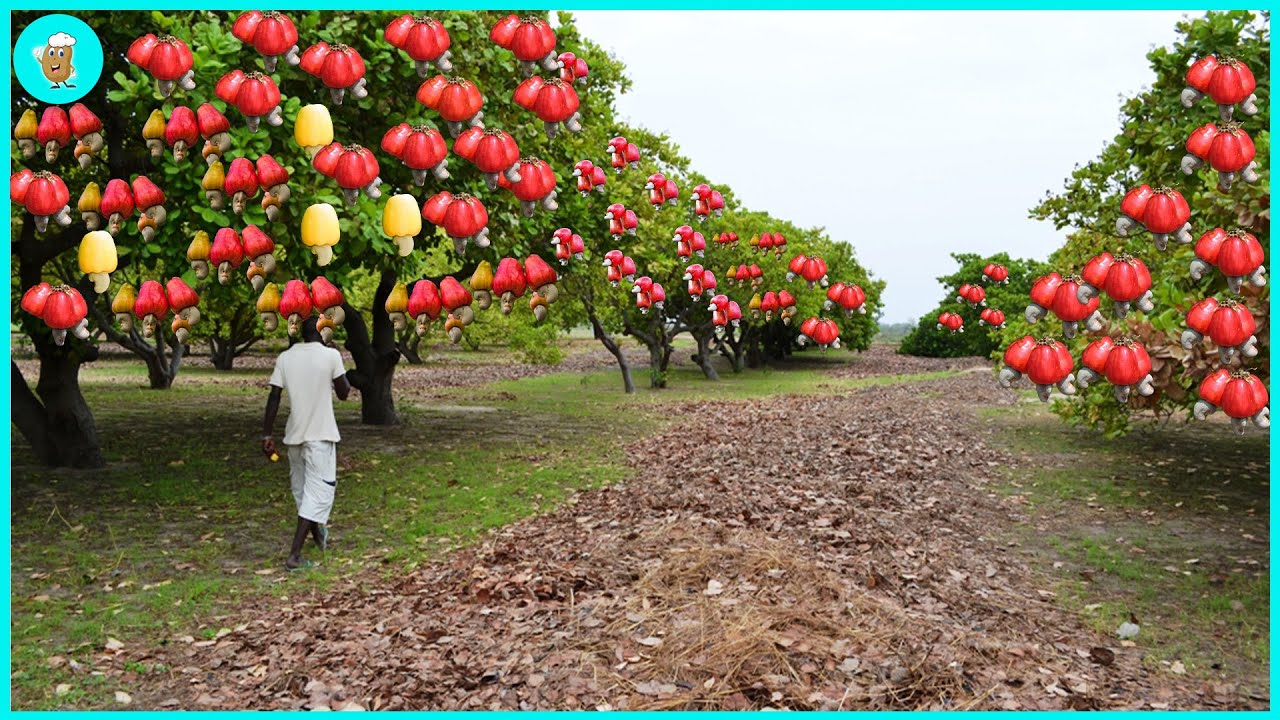 How To Harvest And Process Millions Of Tons Of Cashews In A Short Time | Modern Agriculture