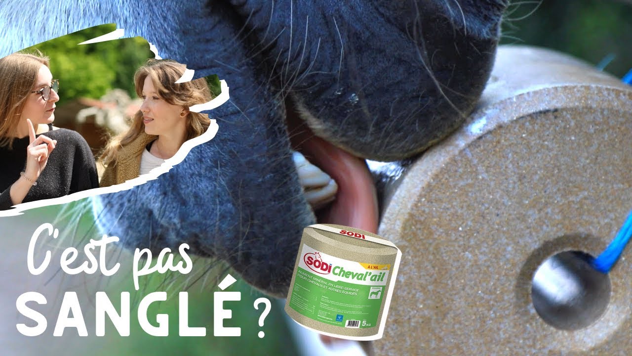 Une pierre à sel à l'ail #SodiChevalAil 🐜👅 I C'EST PAS SANGLÉ ?