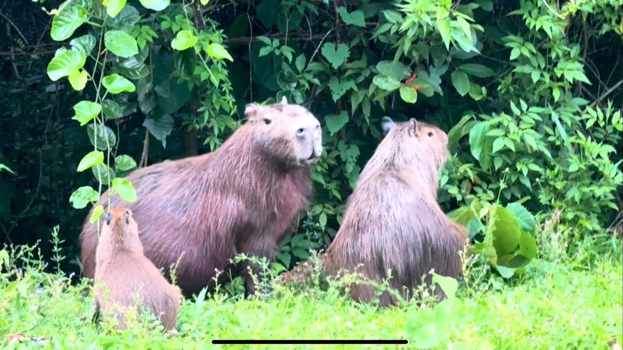 Canto do filhote de capivara , igual de pássaro