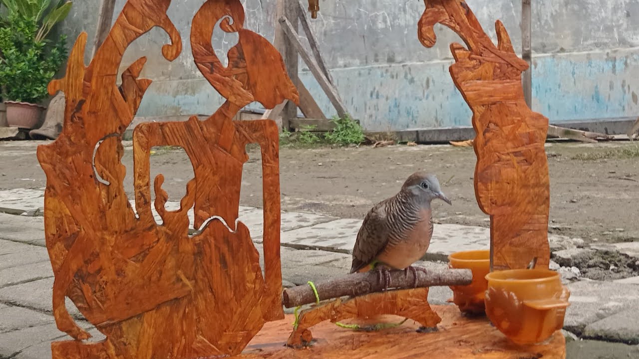 Proses pembuatan sangkar layang ..#perkutut #imamkaturanggan #sangkarlayang 