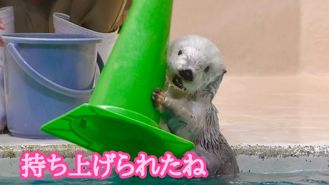 ラッコ　メイちゃんとキラちゃん　大きなコーンを持ち上げました【鳥羽水族館】Sea otter May-chan Kira-chan Toba Aquarium 