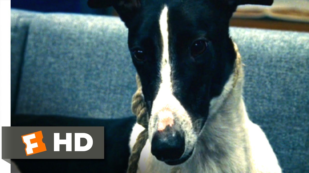 The Honeymooners (8/10) Movie CLIP - Dog Training (2005) HD