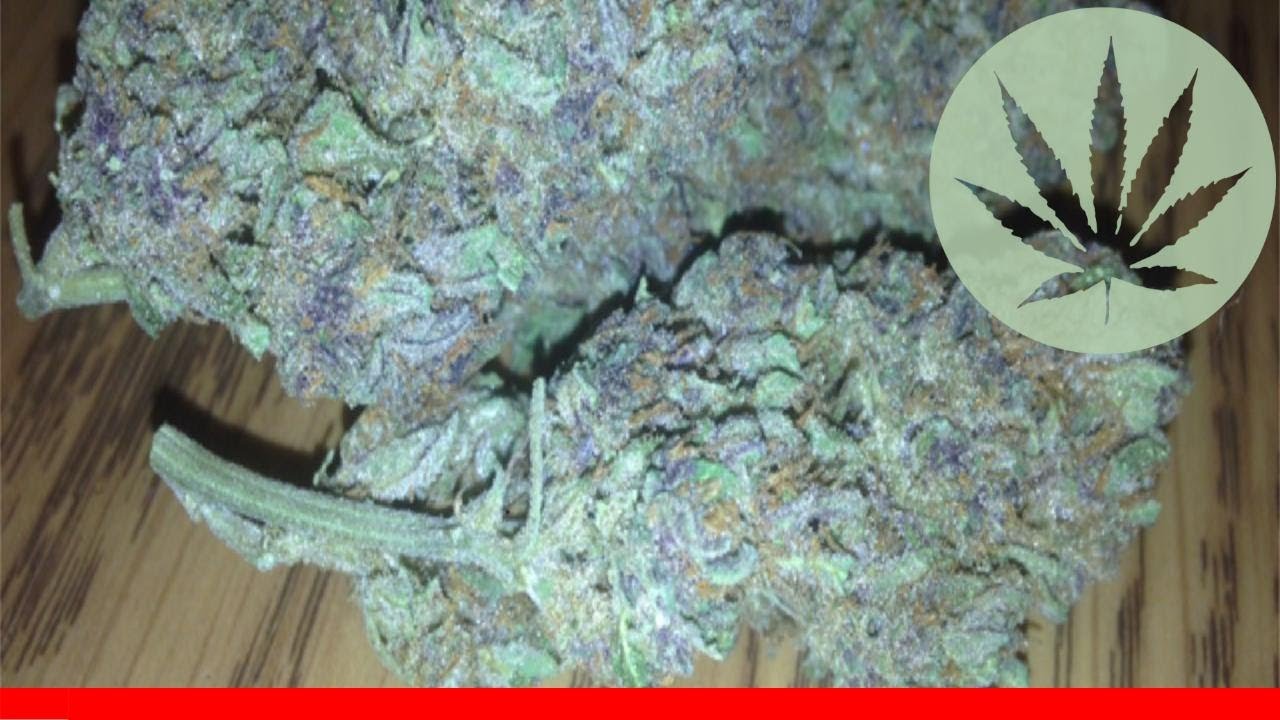 Black Cherry Og - All About This Strain