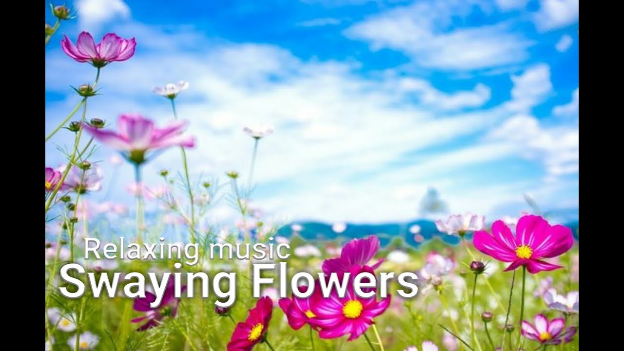 RELAXING MUSIC ,SWAYING FLOWERS,BIRDS,WIND BREEZE & NATURE AMBIENCE NOISE (meditation soothing)