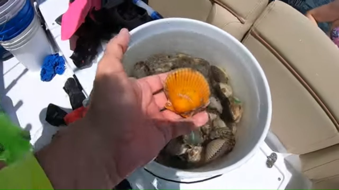 Crystal River - Scalloping & Paddleboard Pirates
