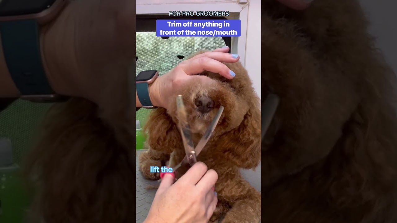 🧸🧸МОРДА ПЛЮШЕВОГО МЕДВЕЖОНКА🧸🧸 #любовнаягрязь #советыпоуходузасобаками #грумердлясобаки #любитель...