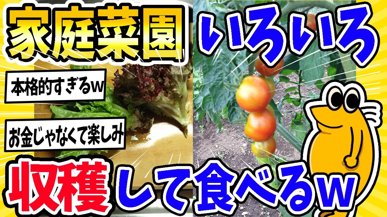 【2ch面白いスレ】家庭菜園で小さな収穫から始まり、らっきょう・大葉・山菜・プランター野菜・水耕ミント…気づけば冷蔵庫が緑の宝庫に！節約にも癒しにもなる家庭菜園、みんなのおすすめは？