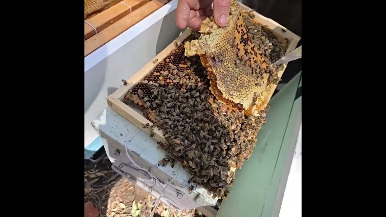 Bird Box Honey Bee Removal Summer 2026