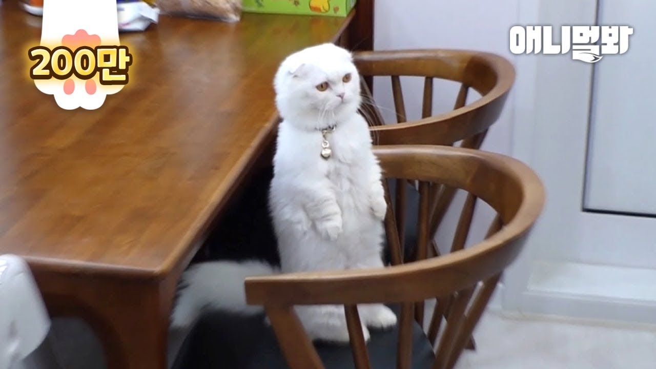 Не обращай внимания на эту кошку