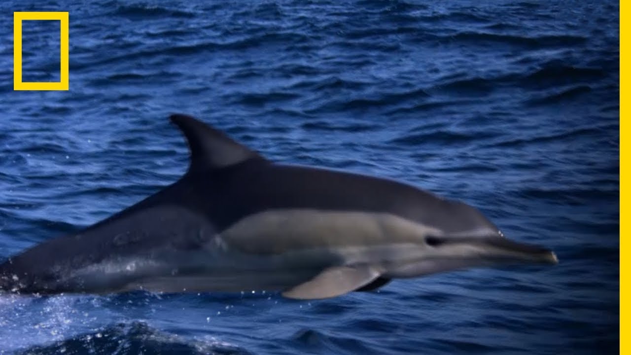 Un dauphin pris en chasse par des orques