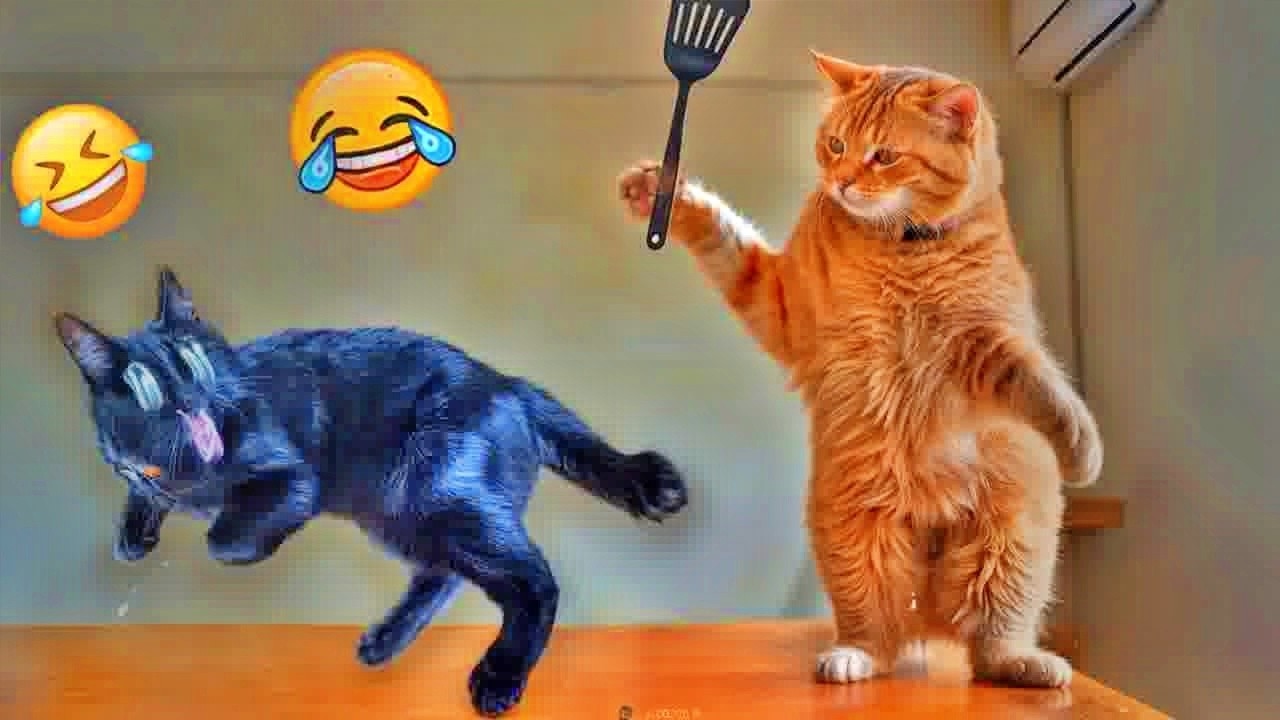 Best Funny Animals 2026😜Funniest Dogs and Cats😿🐶